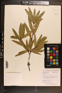 Quercus phellos image