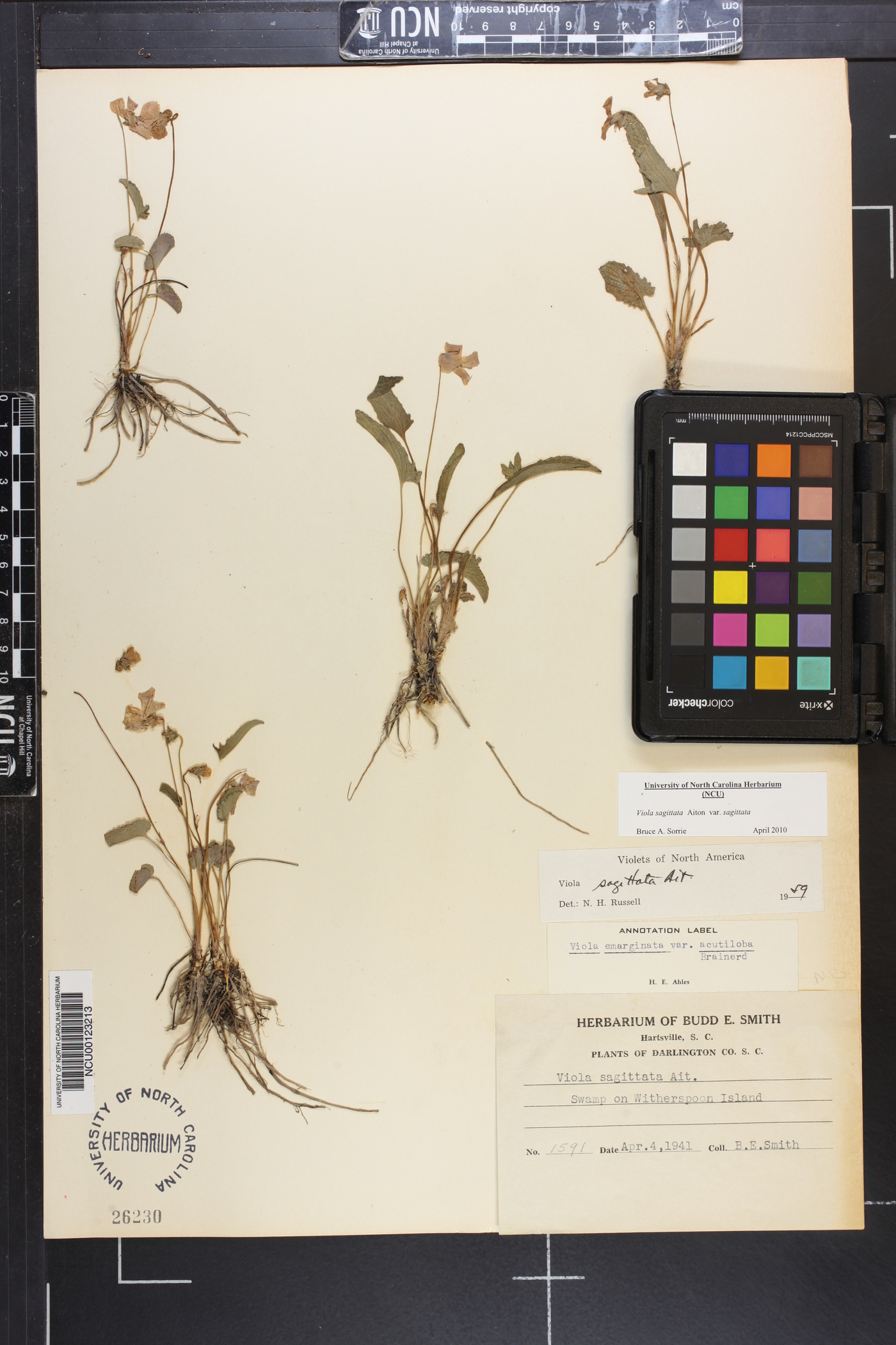 Viola sagittata var. sagittata image