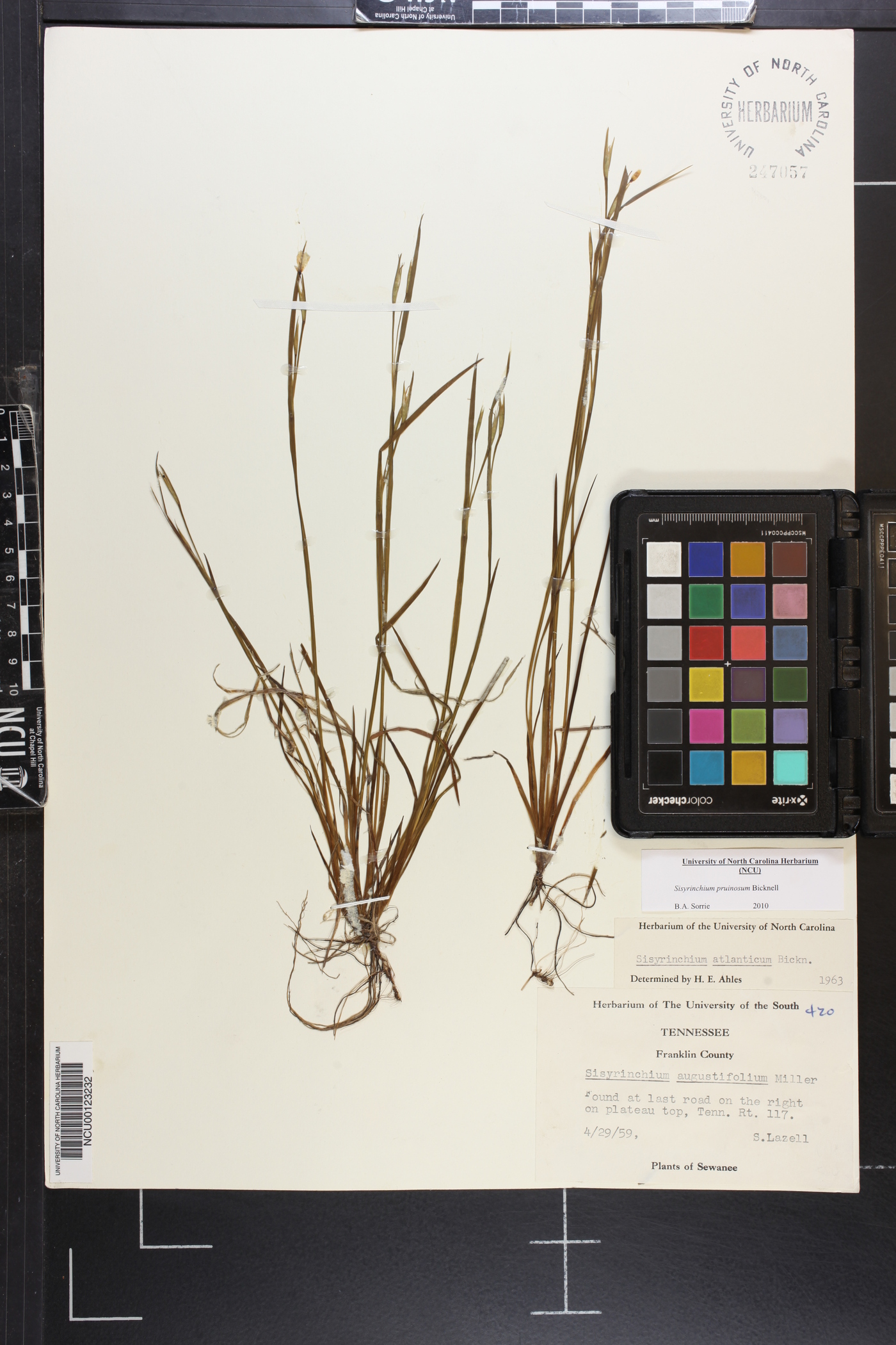 Sisyrinchium pruinosum image