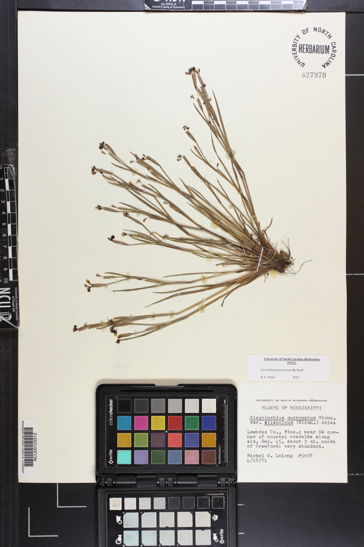 Sisyrinchium pruinosum image
