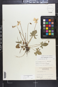 Viola septemloba image