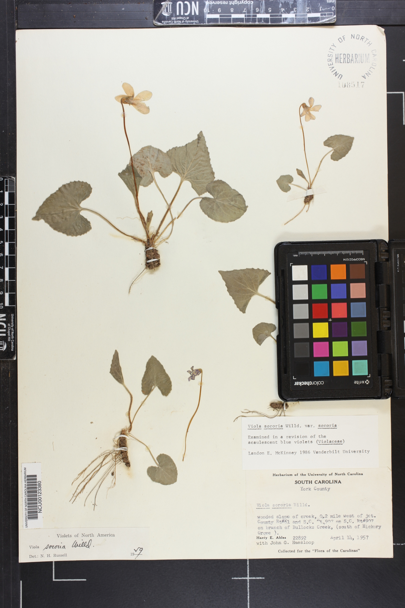 Viola sororia var. sororia image