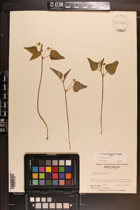 Viola tenuipes image