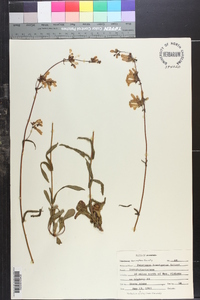 Penstemon laevigatus image