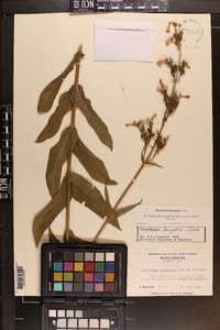 Penstemon laevigatus image