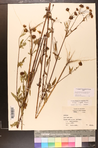 Bidens vulgata image