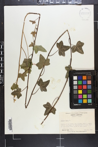 Hedera helix image