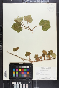 Hedera helix image