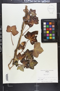 Hedera helix image