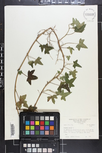 Hedera helix image