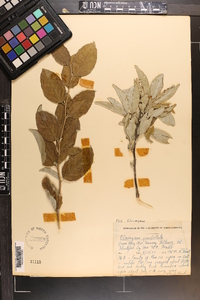 Elaeagnus umbellata image