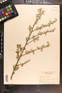 Elaeagnus umbellata image