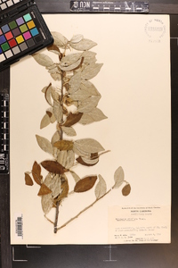 Elaeagnus umbellata image