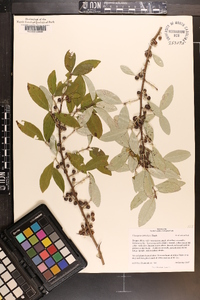 Elaeagnus umbellata image