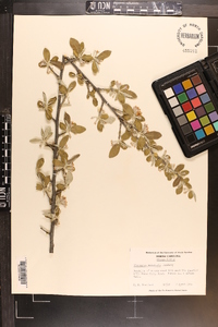 Elaeagnus umbellata image