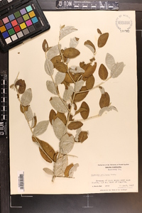 Elaeagnus umbellata image