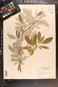 Elaeagnus umbellata image