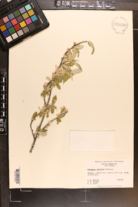 Elaeagnus umbellata image