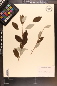 Elaeagnus umbellata image