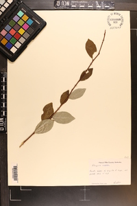 Elaeagnus umbellata image