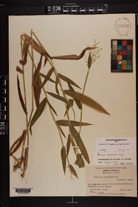 Dichanthelium scoparium image