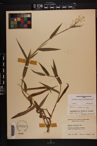 Dichanthelium scoparium image