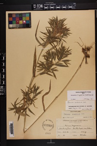 Dichanthelium scoparium image