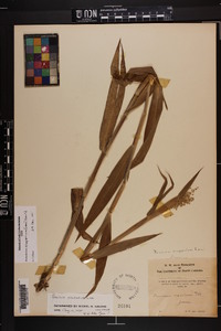 Dichanthelium scoparium image