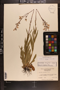 Penstemon laevigatus image