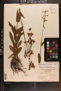 Penstemon laevigatus image