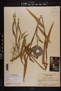 Dichanthelium scoparium image