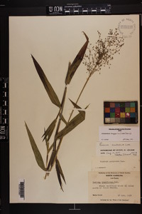 Dichanthelium scoparium image