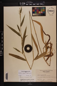 Dichanthelium scoparium image