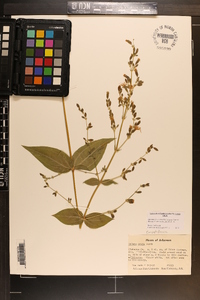 Silene ovata image