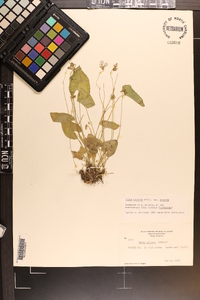 Viola sororia var. sororia image