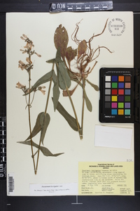 Penstemon laevigatus image