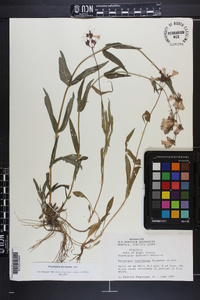 Penstemon laevigatus image