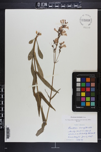 Penstemon laevigatus image