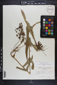 Penstemon laevigatus image