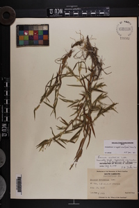 Dichanthelium scoparium image