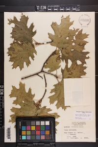 Quercus shumardii image