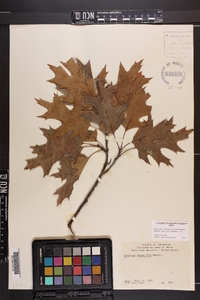 Quercus shumardii image