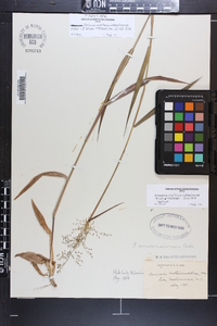 Panicum mattamuskeetense image