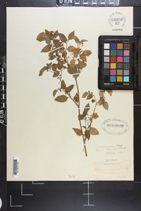 Solanum americanum image