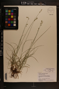 Carex texensis image