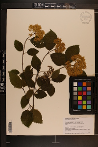 Viburnum dentatum var. lucidum image