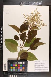 Ligustrum lucidum image