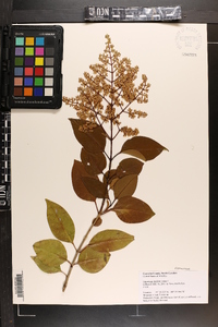 Ligustrum lucidum image