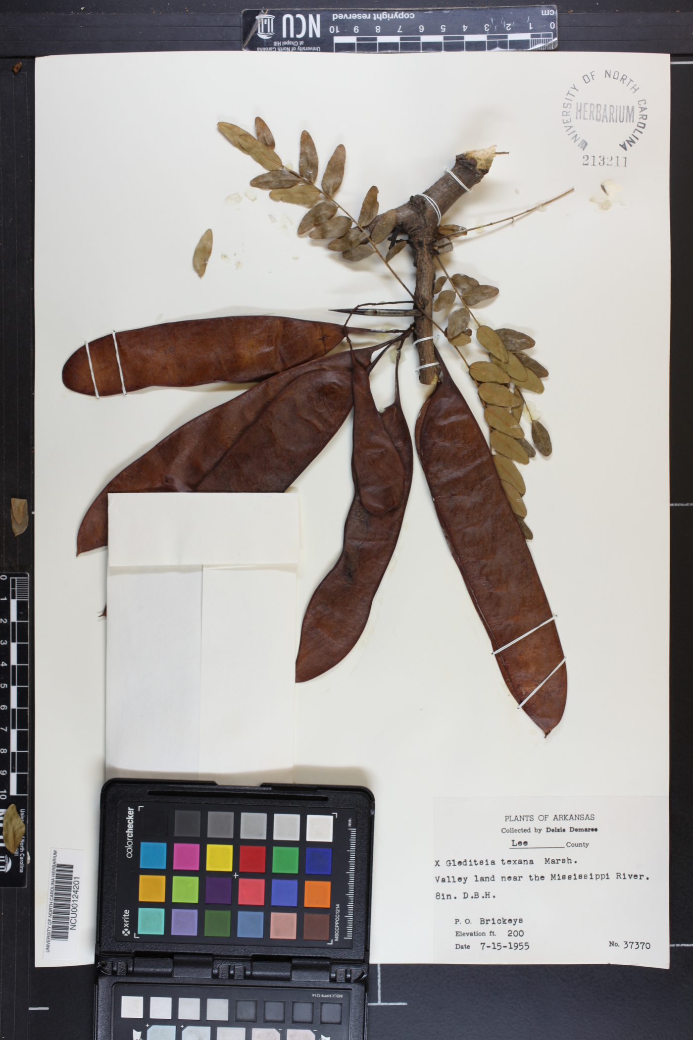 Gleditsia × texana image