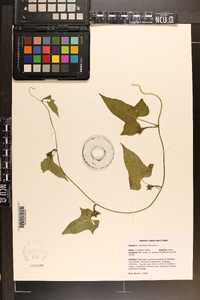 Ipomoea lacunosa image